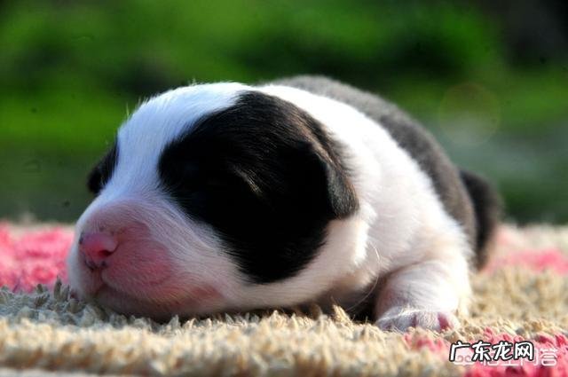 一个月大的狗狗该怎么喂养?