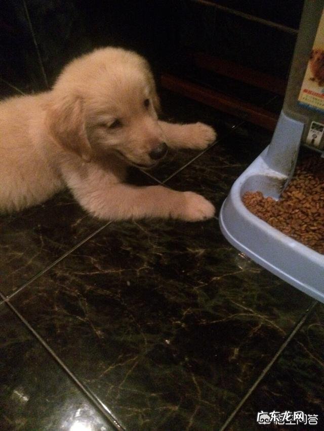 一个月大的狗狗该怎么喂养?