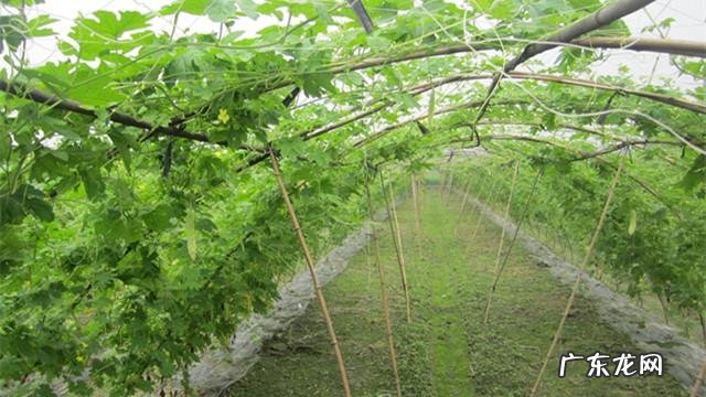 产妇可以吃苦瓜吗?