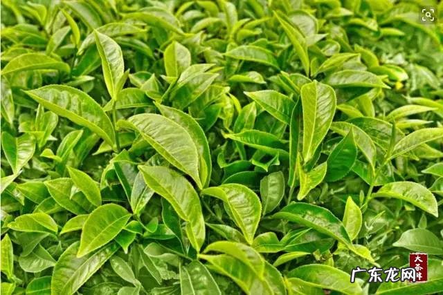 怀孕后喜欢吃茶叶,可以吗?