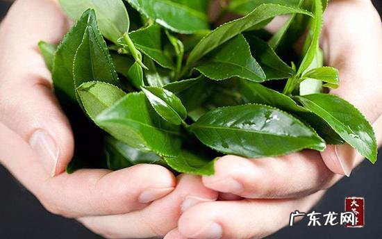 怀孕后喜欢吃茶叶,可以吗?