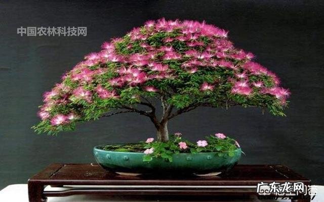 合欢花有哪些功效呢？