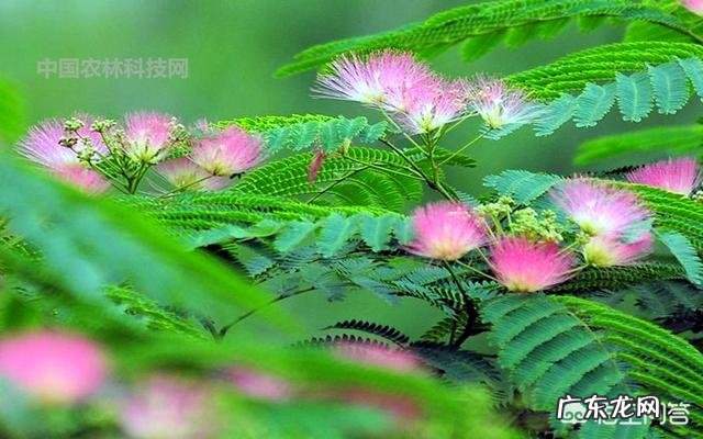 合欢花有哪些功效呢?