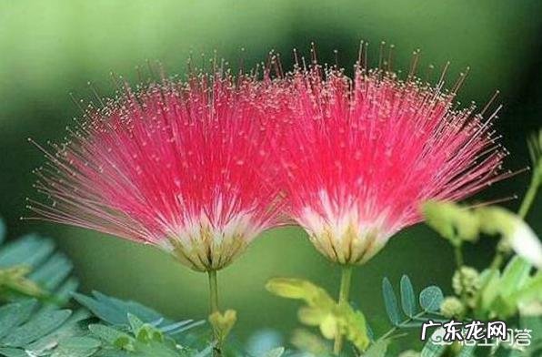 合欢花有哪些功效呢？