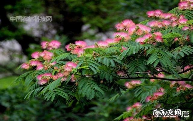 合欢花有哪些功效呢？