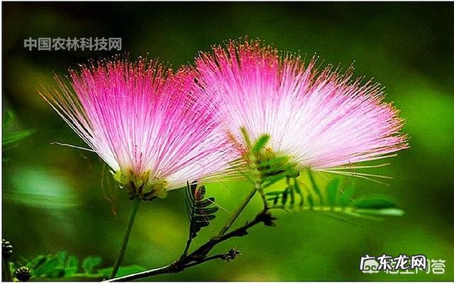 合欢花有哪些功效呢？