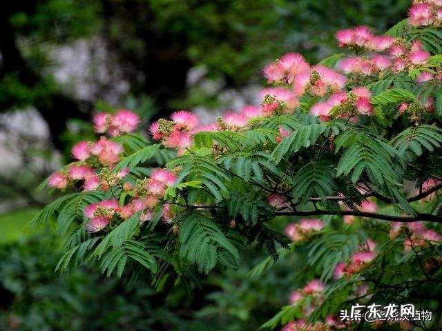 合欢花有哪些功效呢？