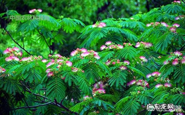 合欢花有哪些功效呢?
