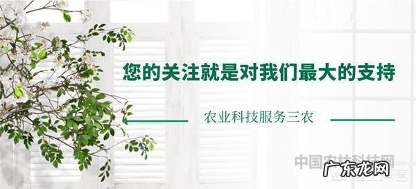 合欢花有哪些功效呢?