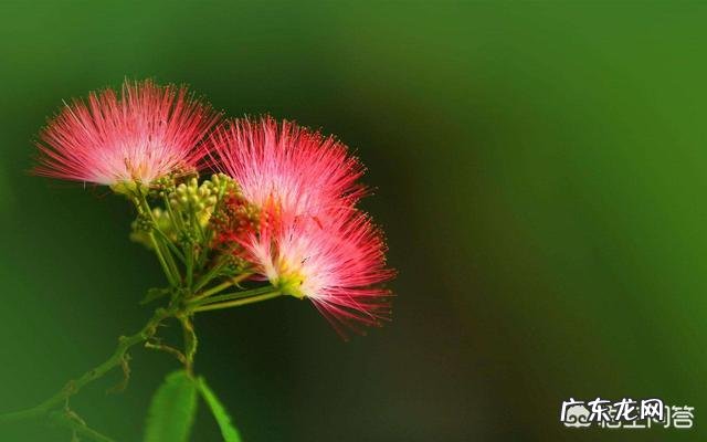 合欢花有哪些功效呢？