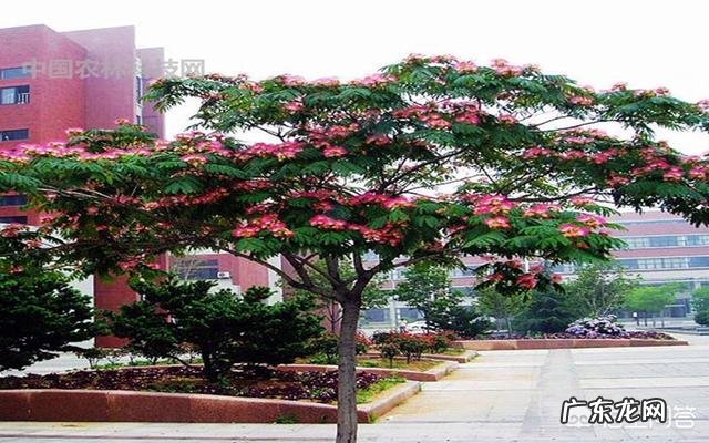 合欢花有哪些功效呢？