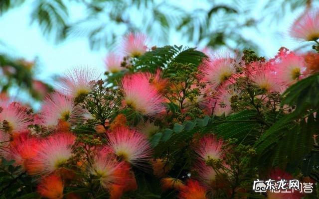 合欢花有哪些功效呢？