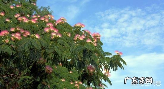 合欢花有哪些功效呢？