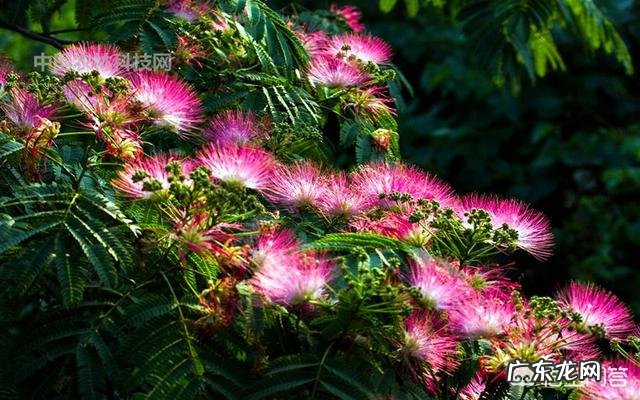 合欢花有哪些功效呢?