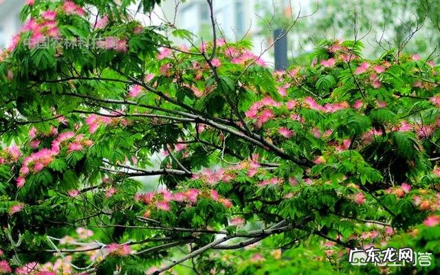 合欢花有哪些功效呢?