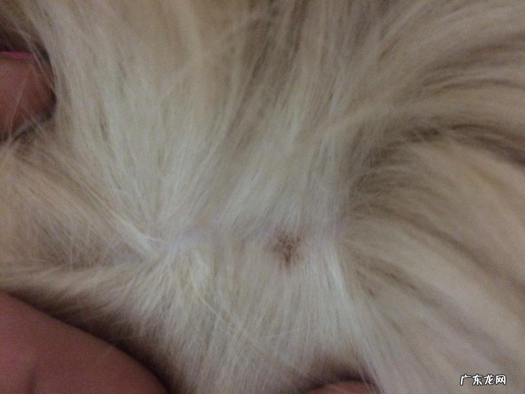 跳蚤咬过后的怎么处理