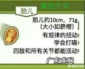 胎儿每个月发育特征指标,如何判断胎儿是否发育迟缓?