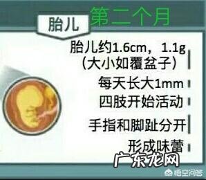 胎儿每个月发育特征指标,如何判断胎儿是否发育迟缓?