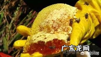 岩蜂蜜和土蜂蜜哪个更有营养？