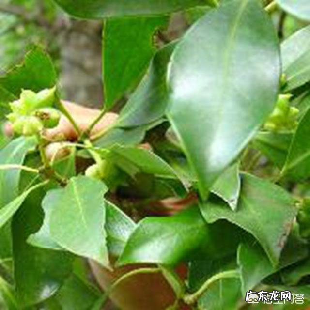 大茴香和小茴香的区别是什么?