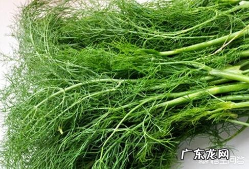 大茴香和小茴香的区别是什么?