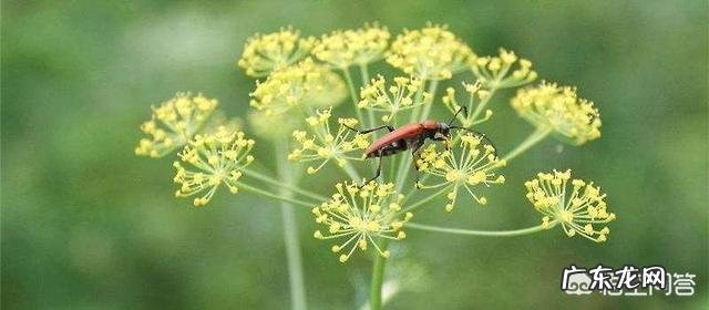 大茴香和小茴香的区别是什么?