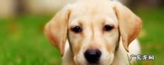 拉布拉多怀孕注意什么