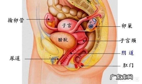 女人没有卵巢,没子宫,怎样保养?