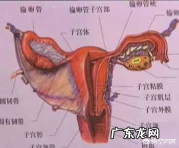 女人没有卵巢,没子宫,怎样保养?