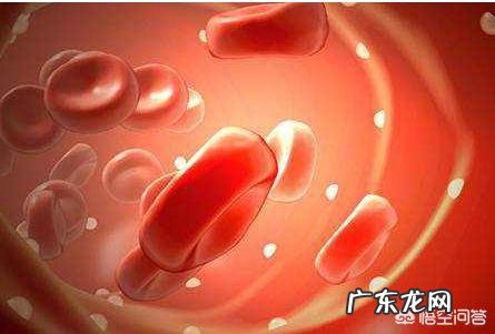 叶酸的主要功能是什么?