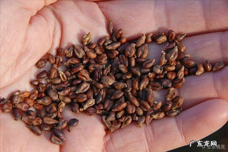 葡萄籽的催芽方法