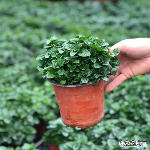 怎么在阳台种薄荷?