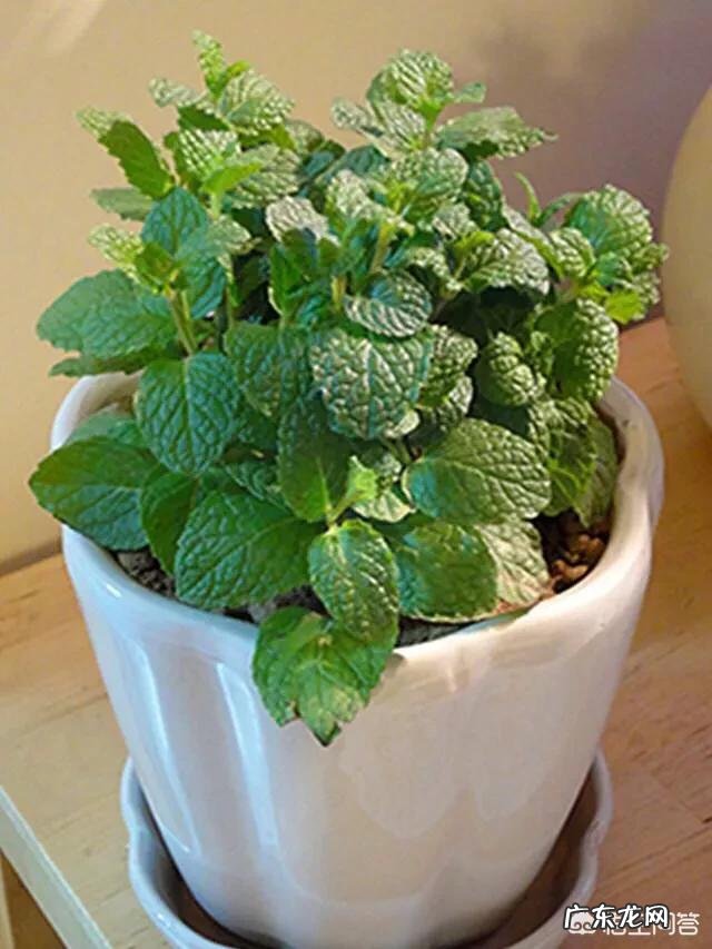 怎么在阳台种薄荷?