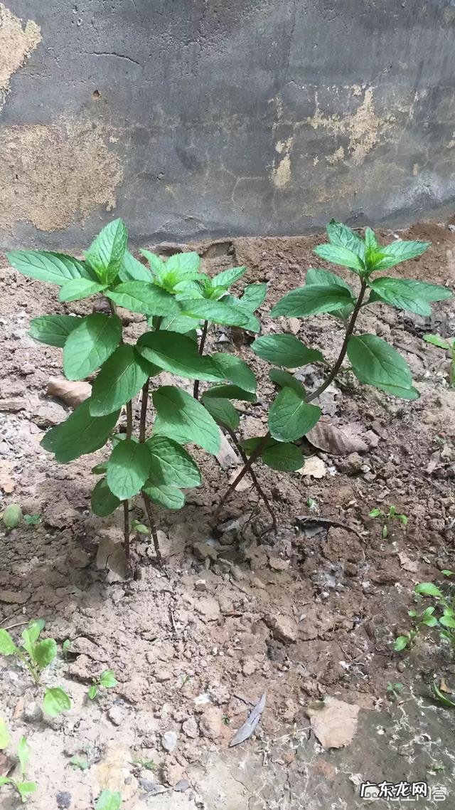 怎么在阳台种薄荷？