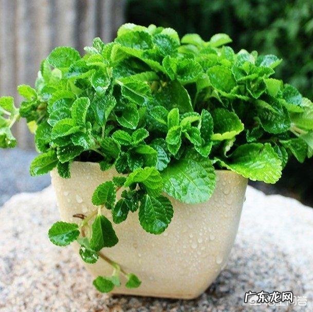 怎么在阳台种薄荷?