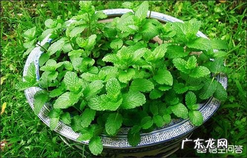 怎么在阳台种薄荷?