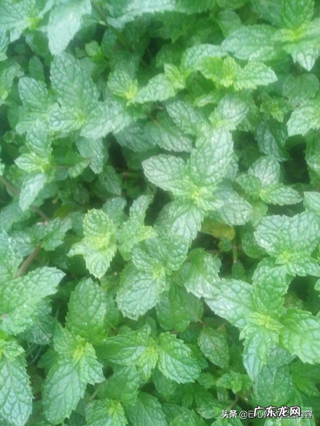 怎么在阳台种薄荷?