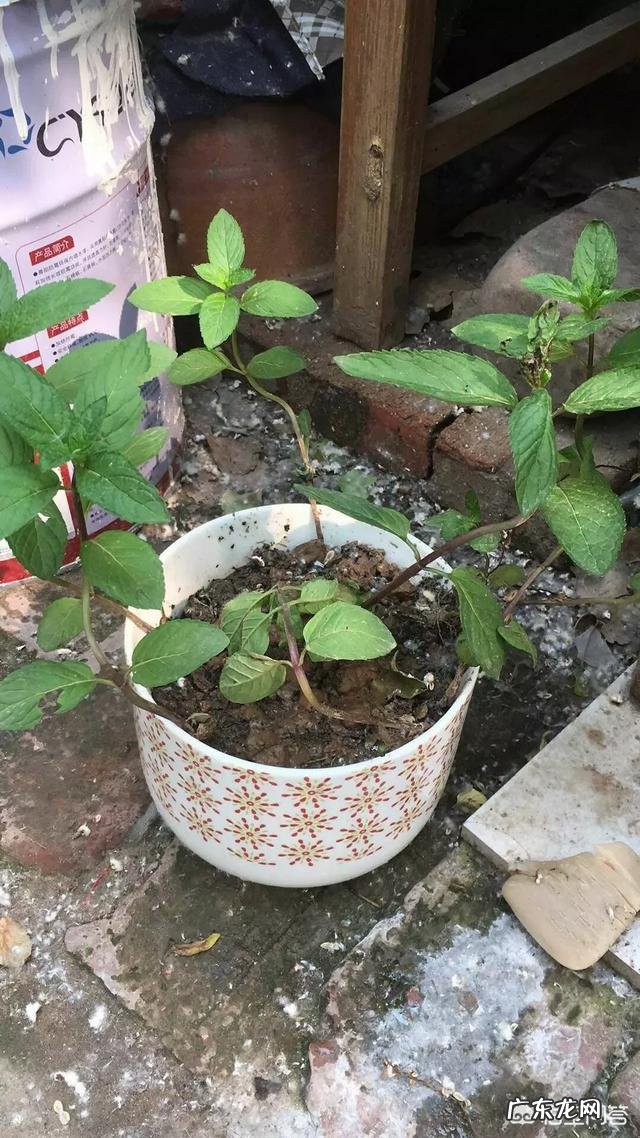 怎么在阳台种薄荷？