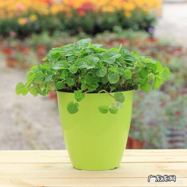 怎么在阳台种薄荷?