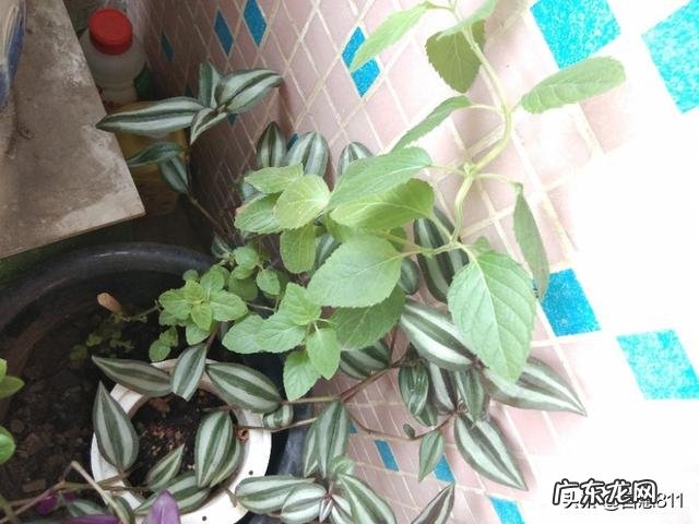 怎么在阳台种薄荷？