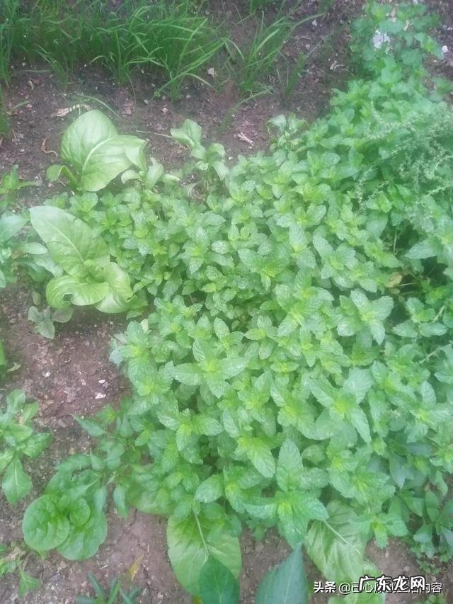 怎么在阳台种薄荷?