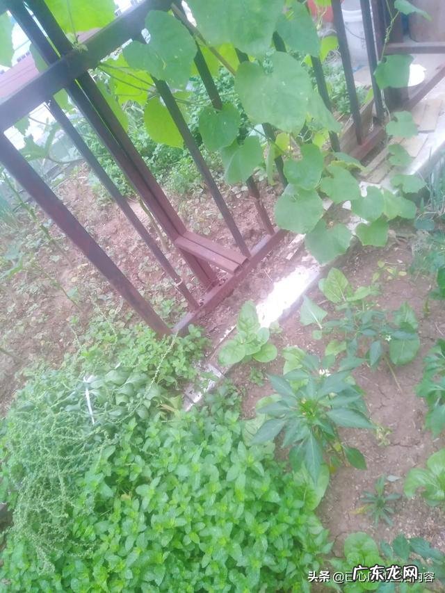 怎么在阳台种薄荷?