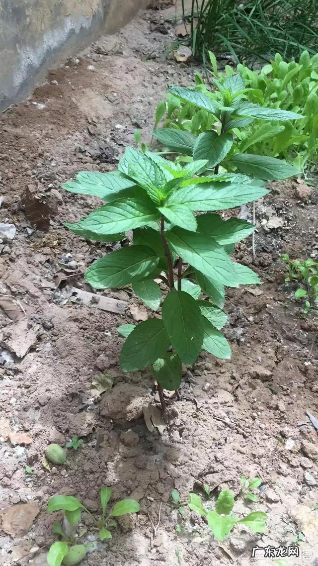 怎么在阳台种薄荷?