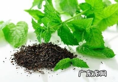 怎么在阳台种薄荷？