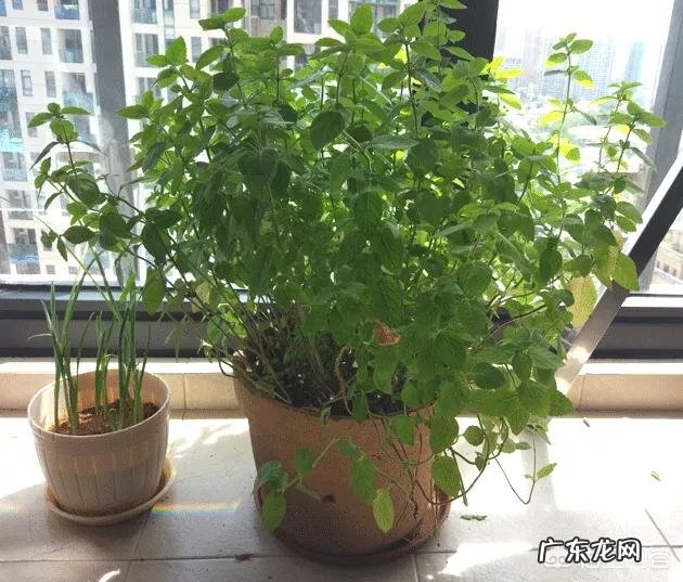 怎么在阳台种薄荷?