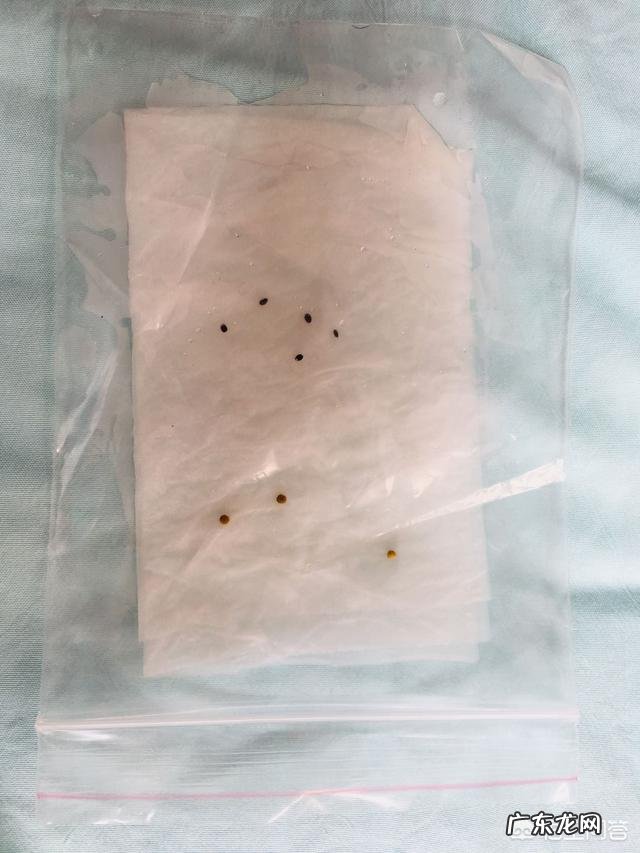 怎么在阳台种薄荷?