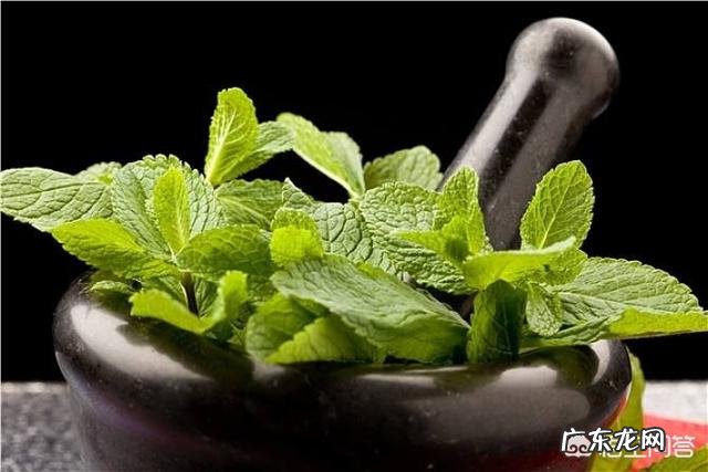 怎么在阳台种薄荷?