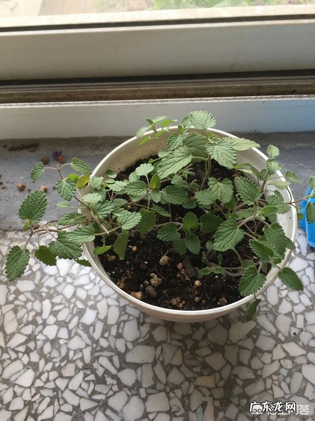 怎么在阳台种薄荷?