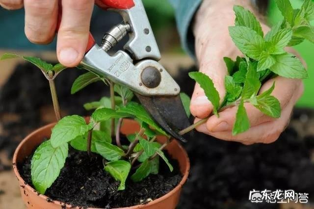 怎么在阳台种薄荷?