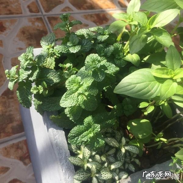 怎么在阳台种薄荷?